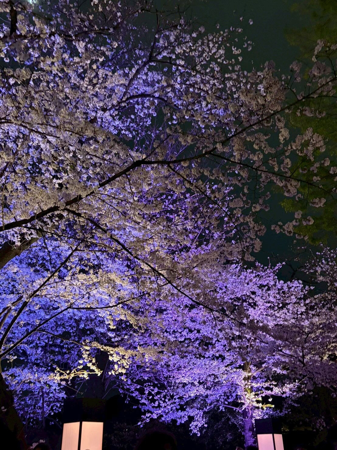夜歩きの途中で千鳥ヶ淵の見事な夜桜に遭遇