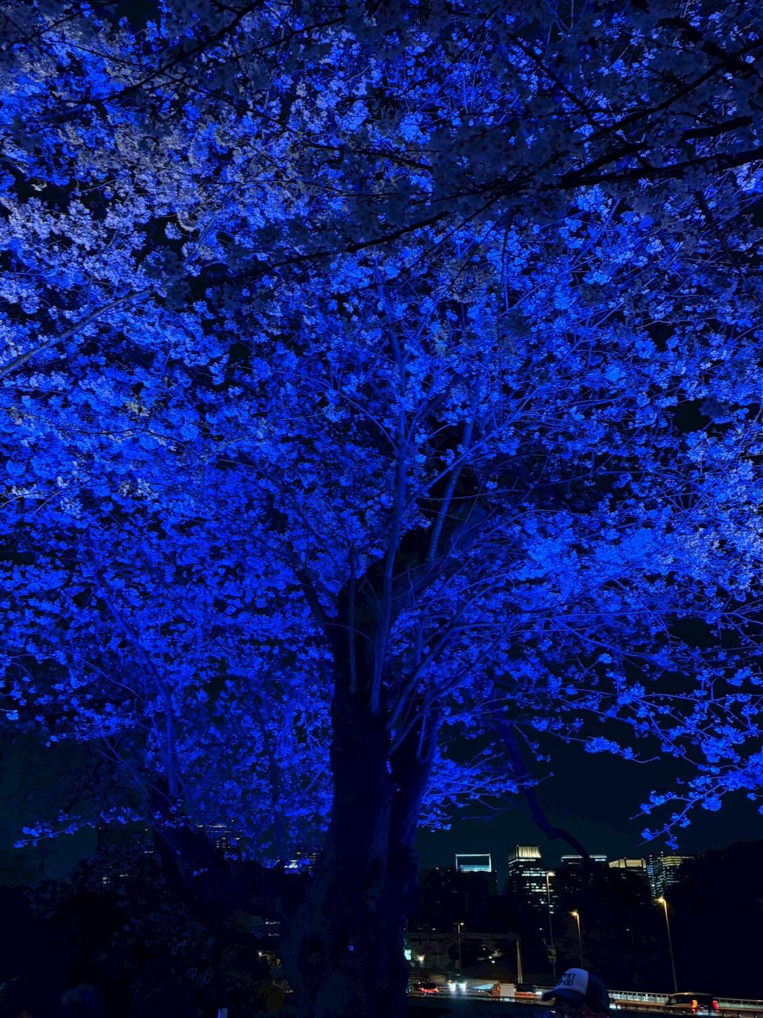 夜歩きの途中で千鳥ヶ淵の見事な夜桜に遭遇