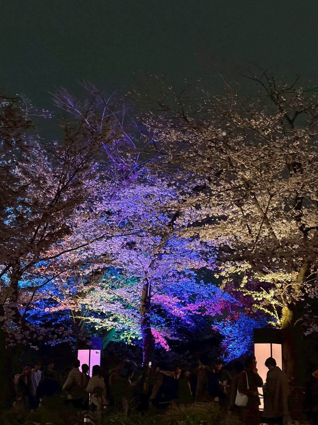 夜歩きの途中で千鳥ヶ淵の見事な夜桜に遭遇