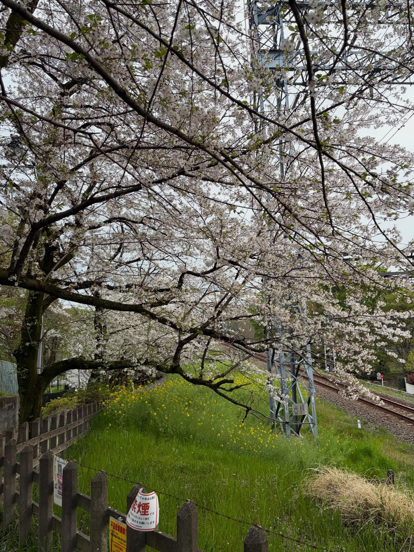 桜総集編