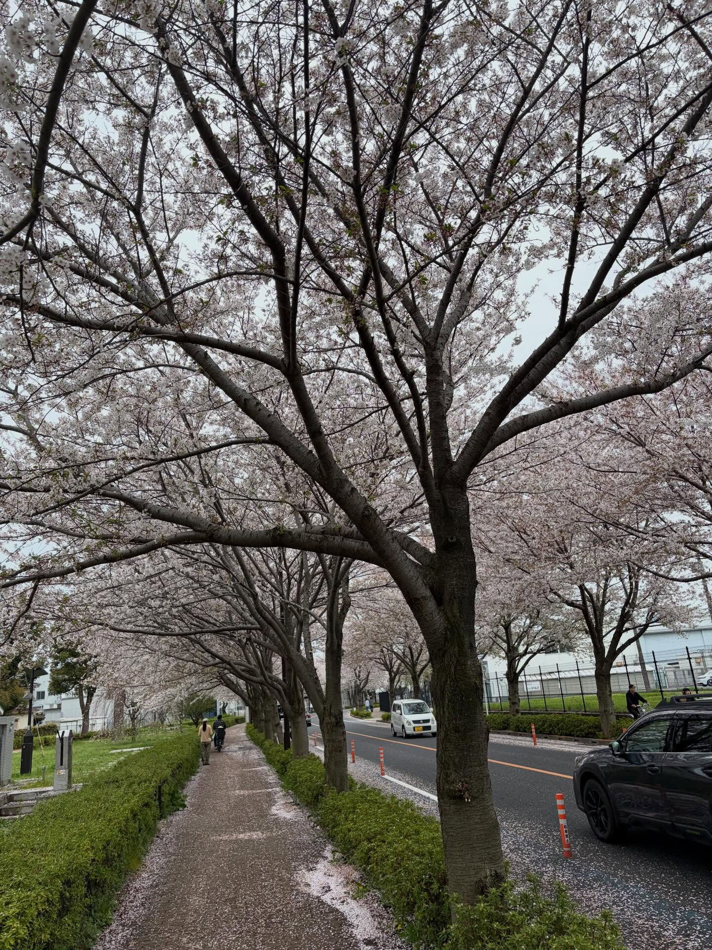 桜総集編