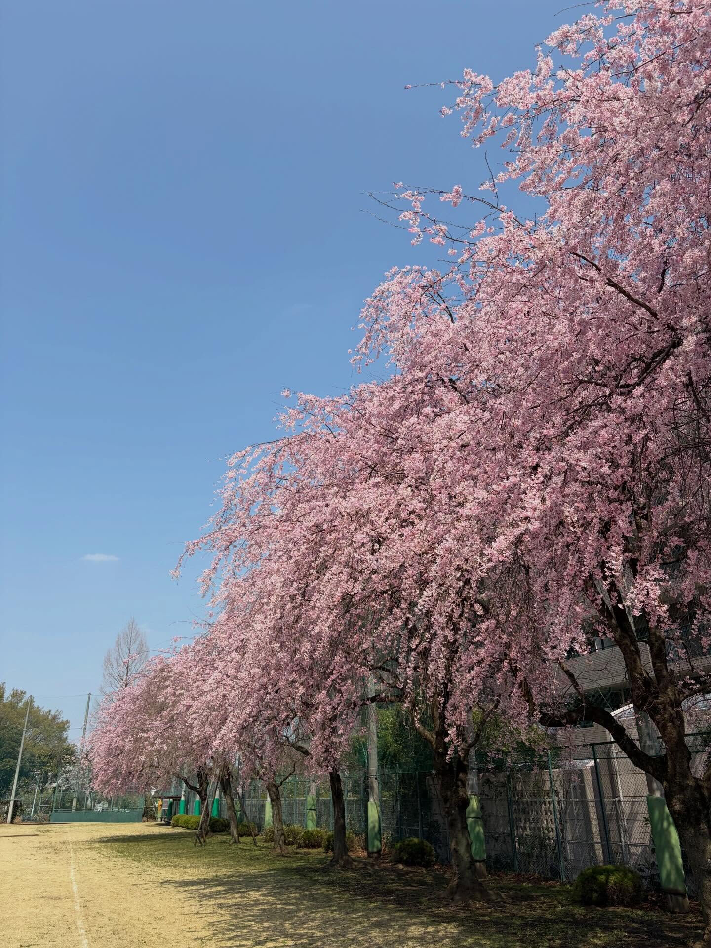 桜総集編