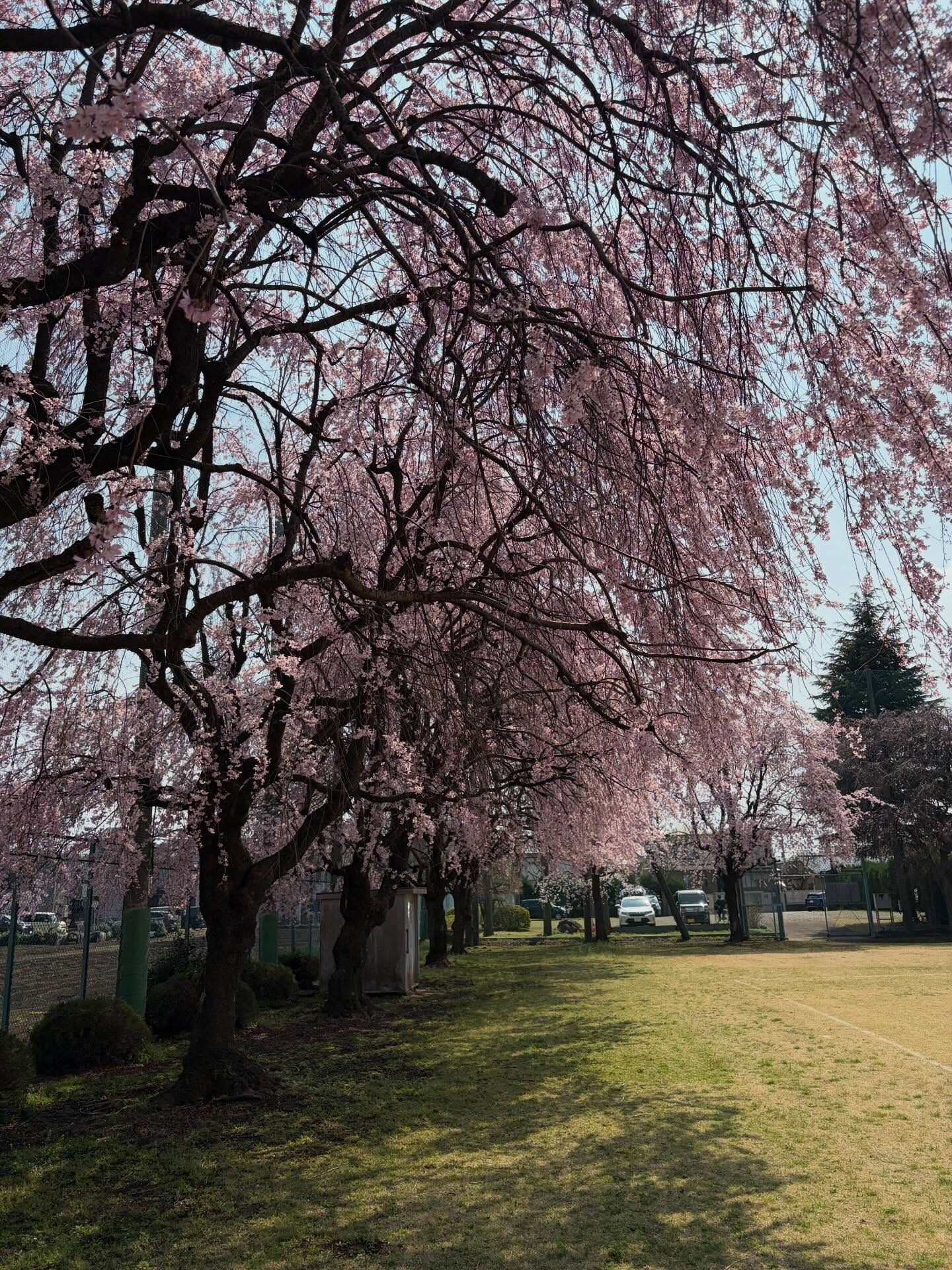 桜総集編