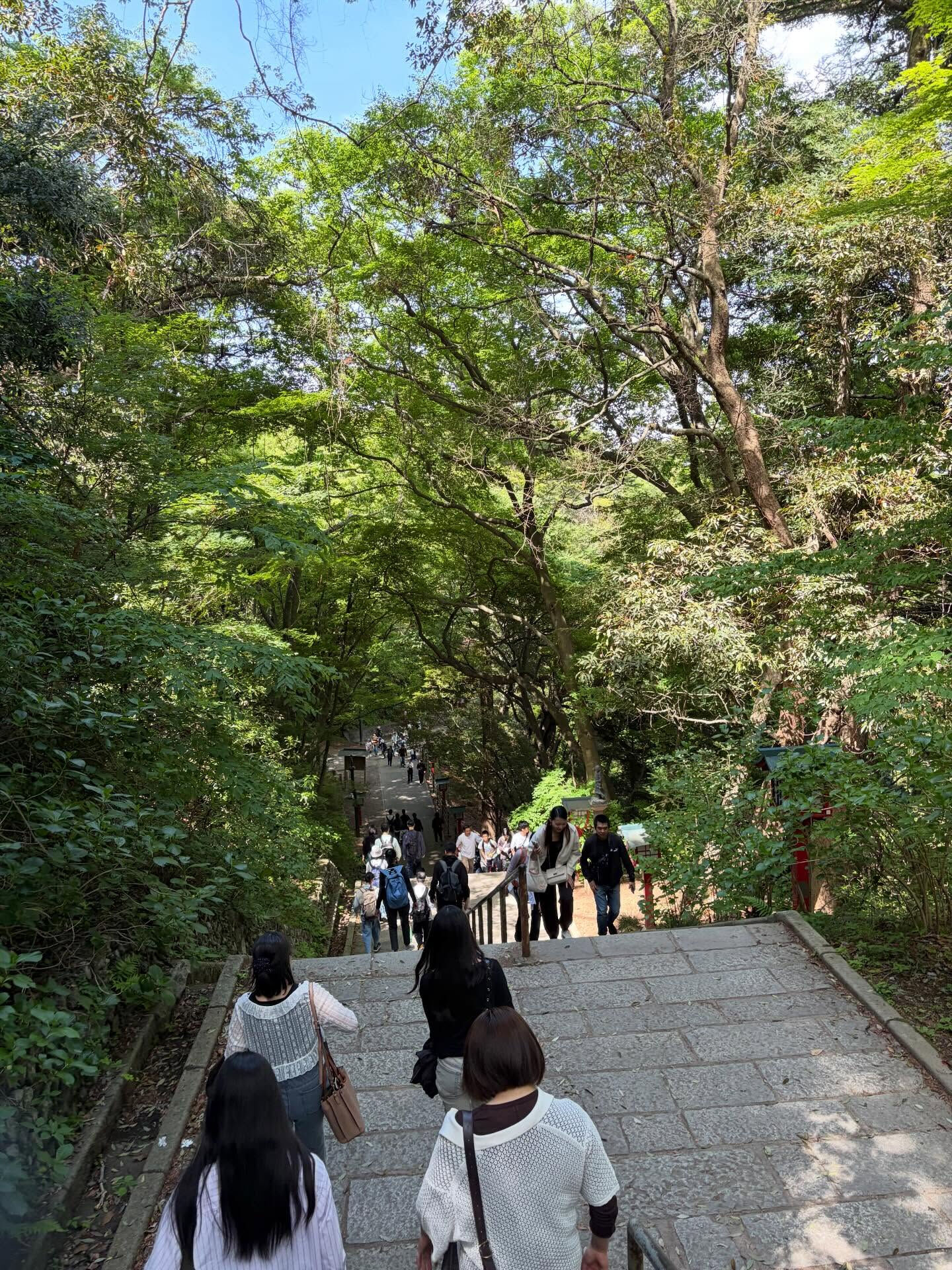 緑が映える高尾山
